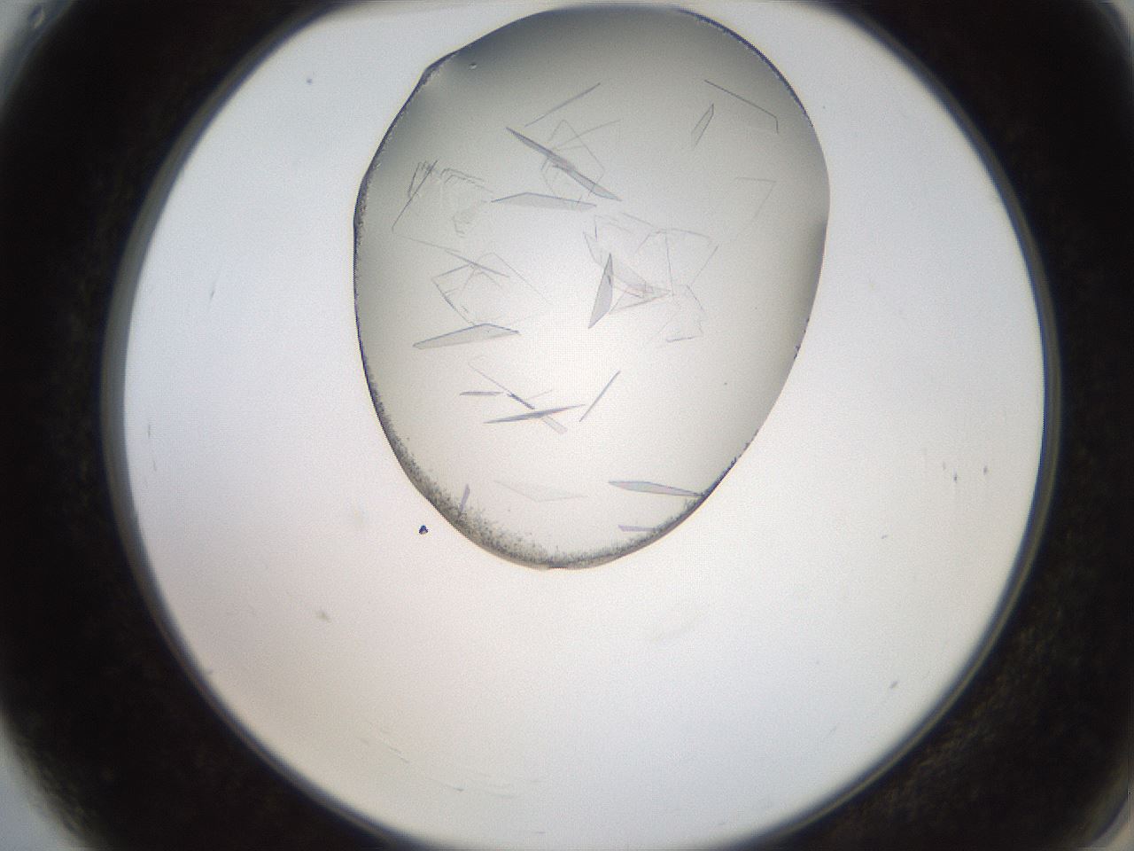 folderID205_plateID2205_batchID10007_wellNum4_profileID1_d2_r149950_ef.jpg