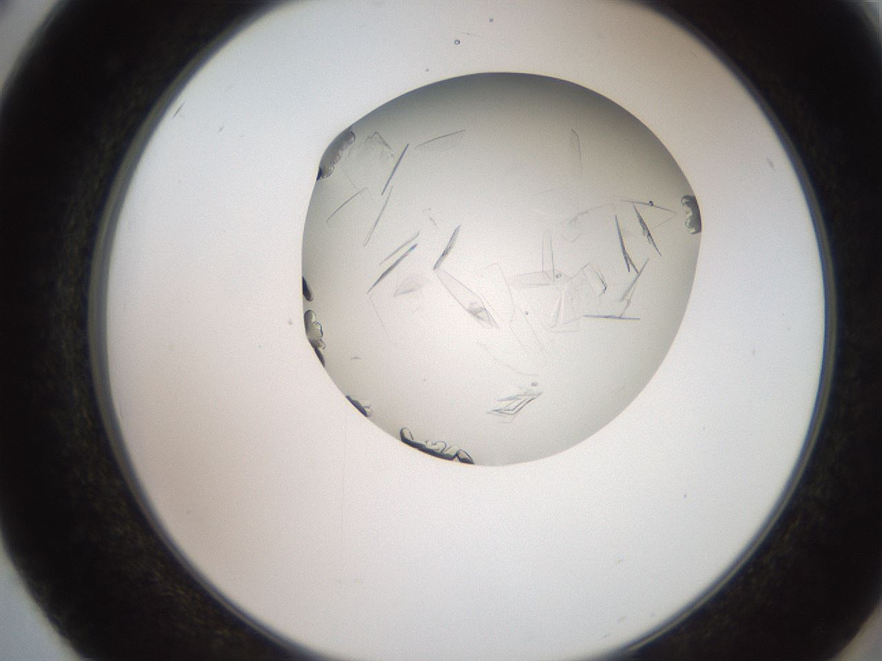 folderID205_plateID2205_batchID10007_wellNum50_profileID1_d2_r150042_ef.jpg