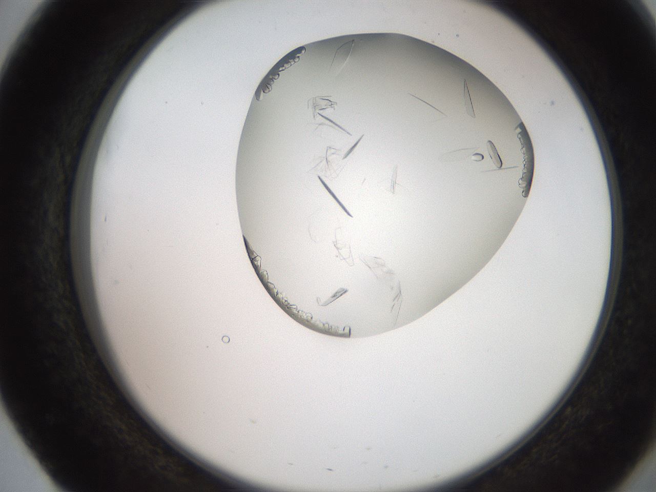 folderID205_plateID2205_batchID10007_wellNum51_profileID1_d2_r150044_ef.jpg