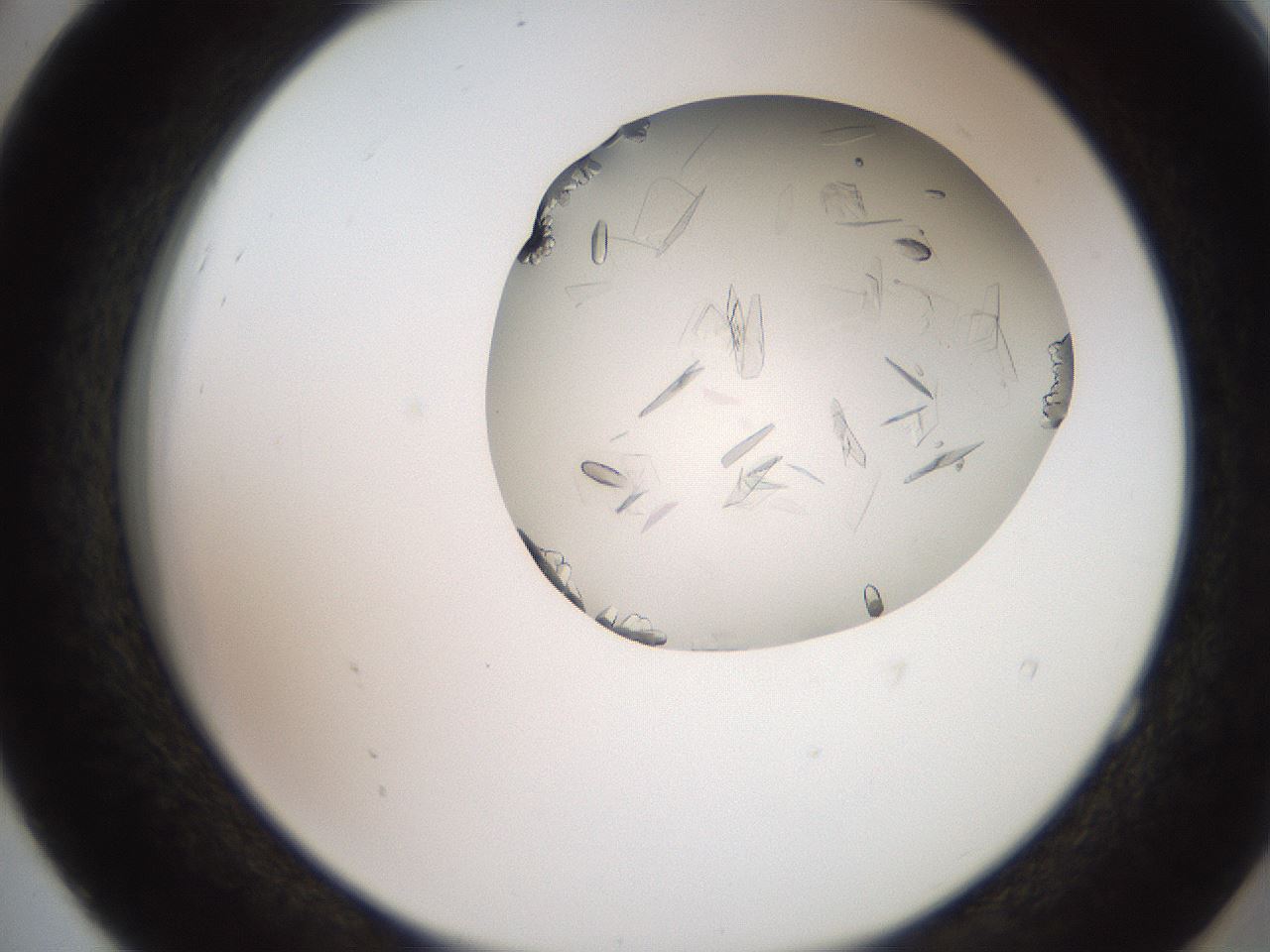 folderID205_plateID2205_batchID10007_wellNum52_profileID1_d2_r150046_ef.jpg