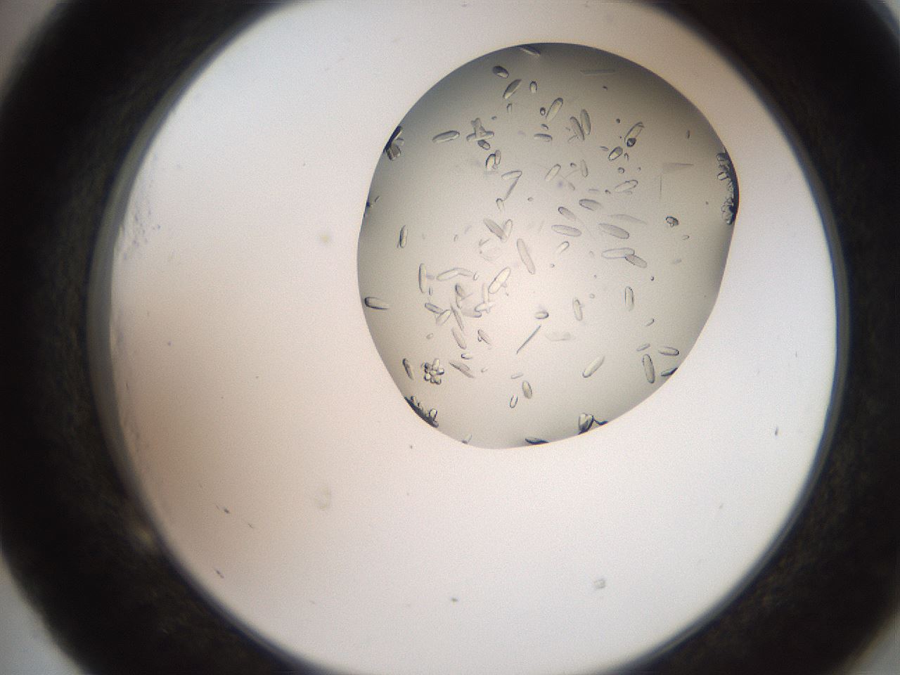folderID205_plateID2205_batchID10007_wellNum53_profileID1_d2_r150048_ef.jpg