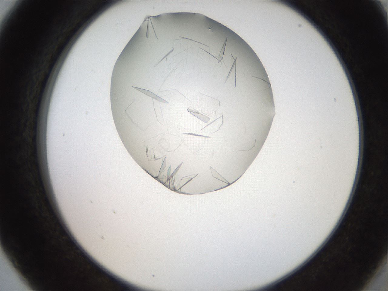 folderID205_plateID2205_batchID10007_wellNum5_profileID1_d2_r149952_ef.jpg
