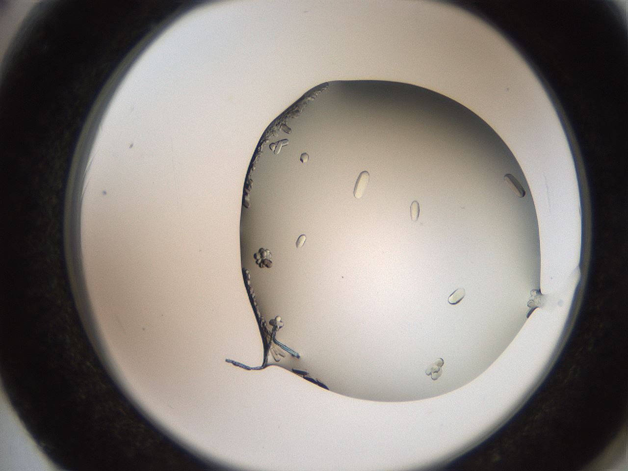 folderID205_plateID2205_batchID10007_wellNum62_profileID1_d2_r150066_ef.jpg