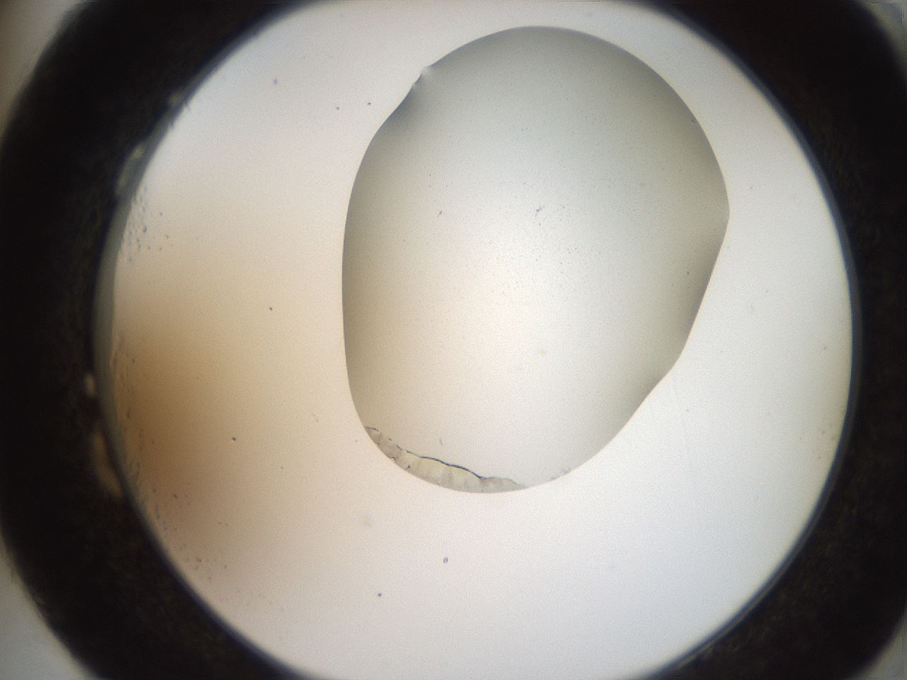 folderID205_plateID2205_batchID10007_wellNum87_profileID1_d2_r150116_ef.jpg