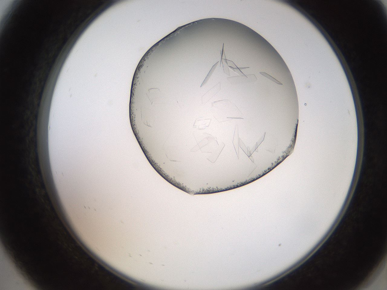 folderID205_plateID2205_batchID10007_wellNum8_profileID1_d2_r149958_ef.jpg