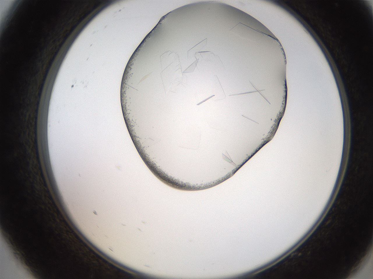 folderID205_plateID2205_batchID10007_wellNum9_profileID1_d2_r149960_ef.jpg