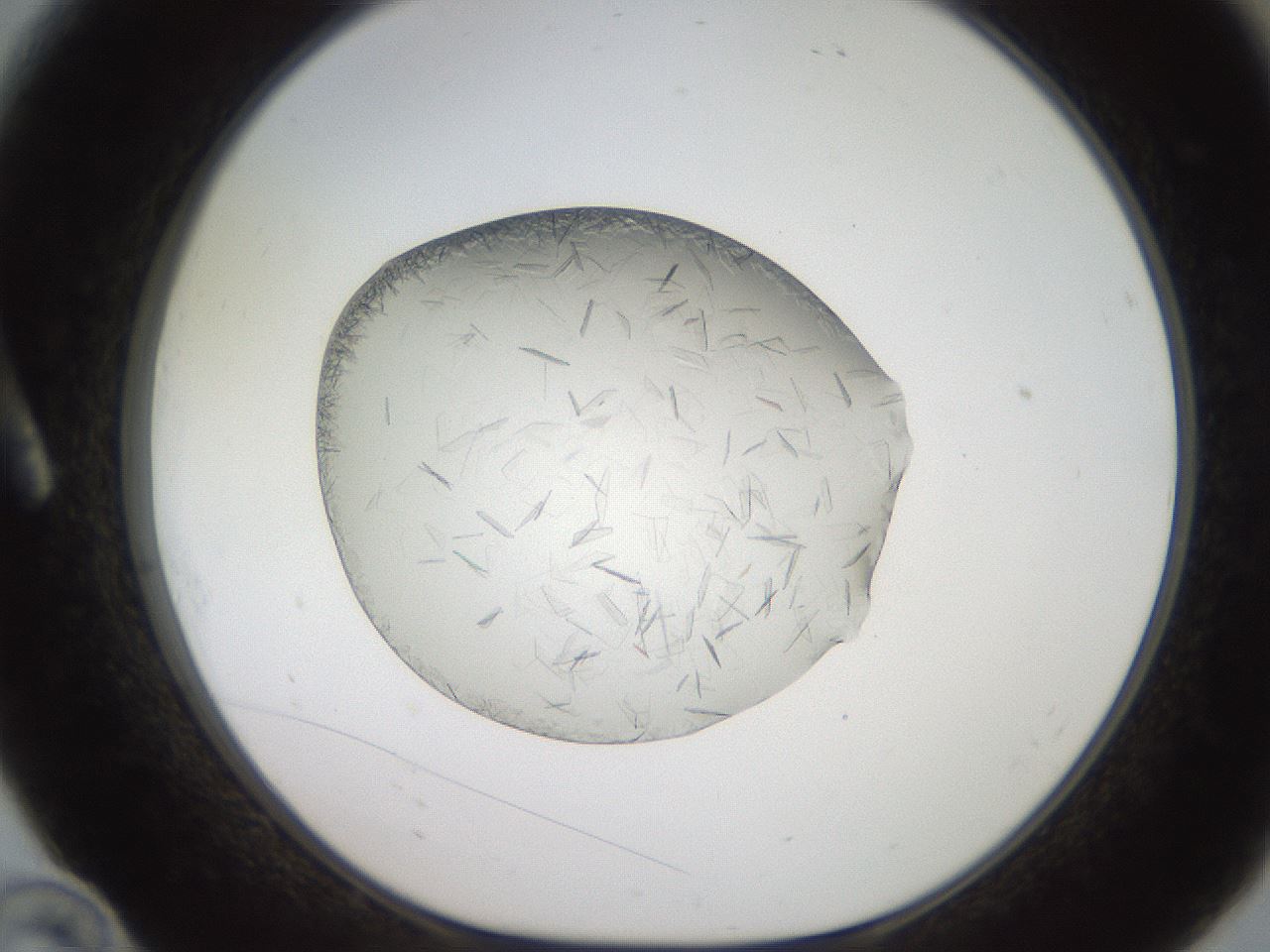 folderID206_plateID2206_batchID9998_wellNum10_profileID1_d1_r149769_ef.jpg