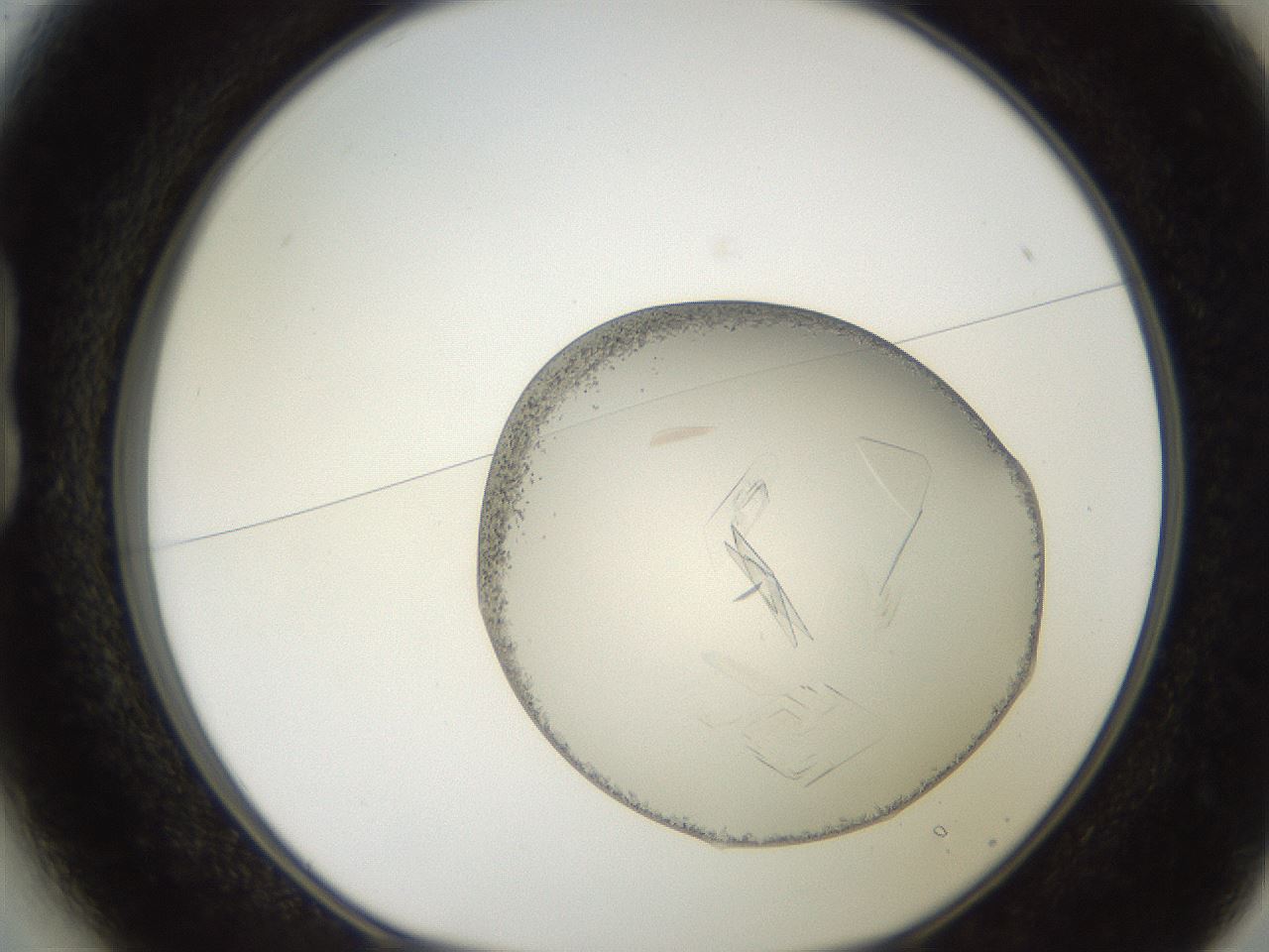 folderID206_plateID2206_batchID9998_wellNum13_profileID1_d1_r149775_ef.jpg