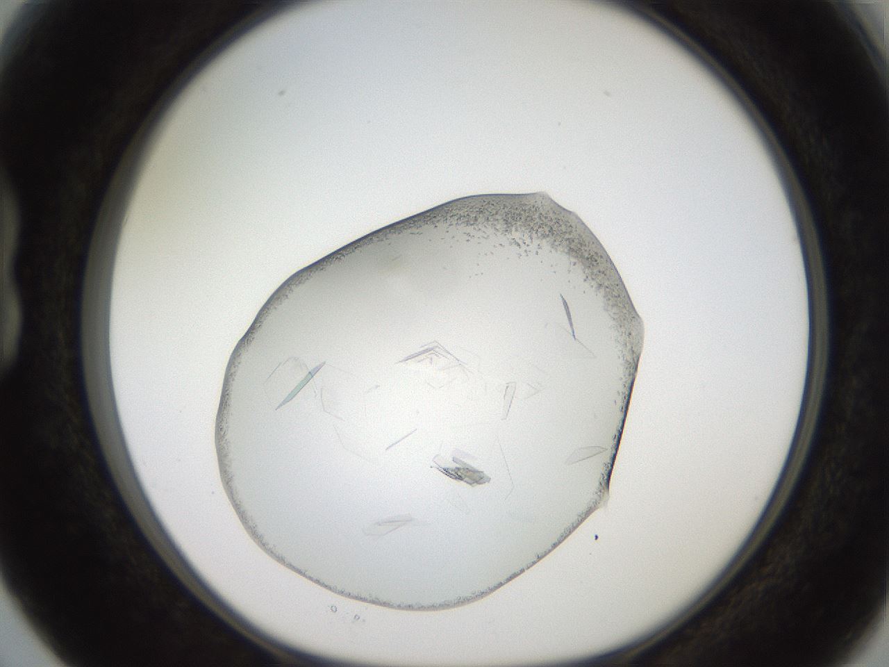 folderID206_plateID2206_batchID9998_wellNum15_profileID1_d1_r149779_ef.jpg