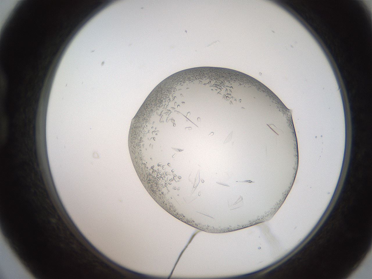 folderID206_plateID2206_batchID9998_wellNum21_profileID1_d1_r149791_ef.jpg