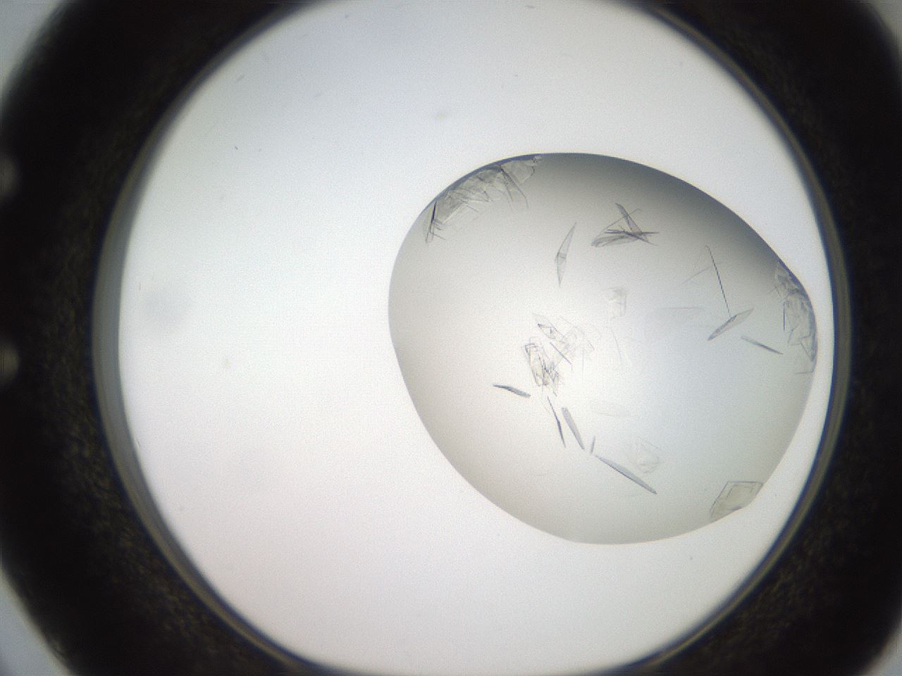 folderID206_plateID2206_batchID9998_wellNum50_profileID1_d1_r149849_ef.jpg