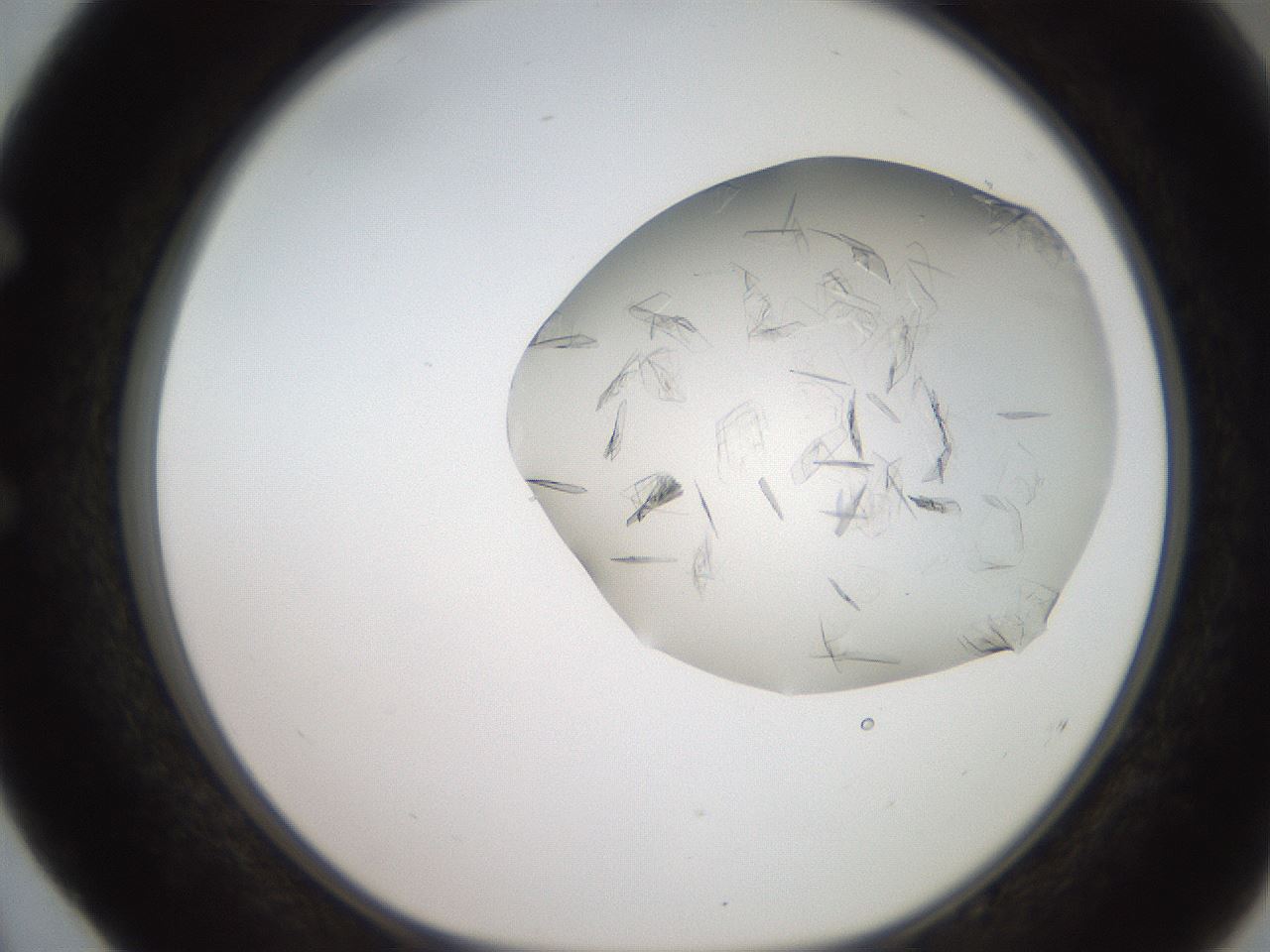 folderID206_plateID2206_batchID9998_wellNum52_profileID1_d1_r149853_ef.jpg