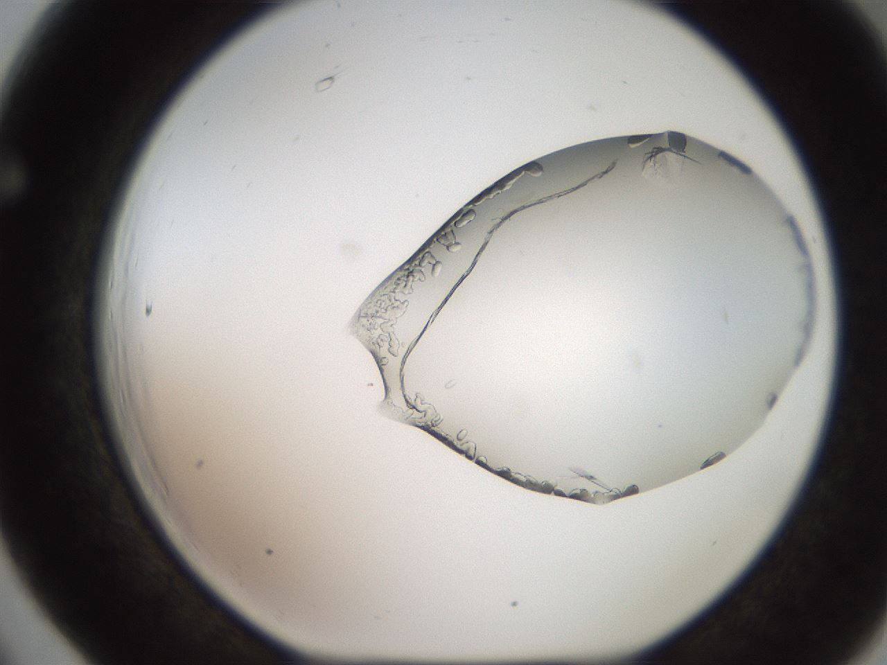 folderID206_plateID2206_batchID9998_wellNum66_profileID1_d1_r149881_ef.jpg