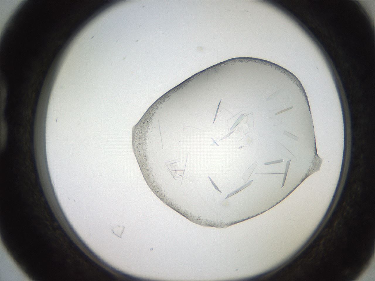 folderID206_plateID2206_batchID9998_wellNum16_profileID1_d1_r149781_ef.jpg