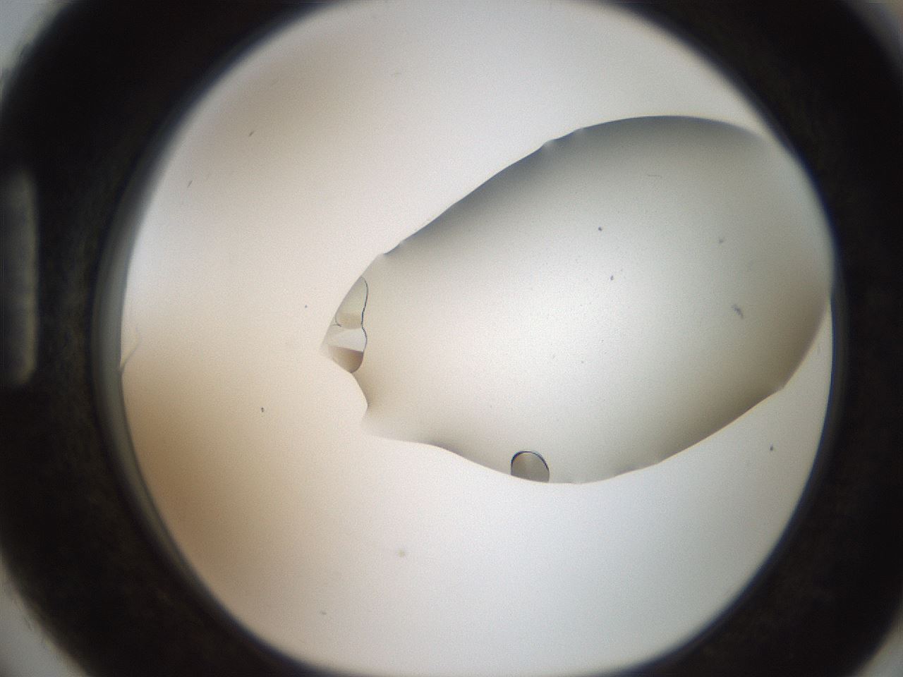 folderID206_plateID2206_batchID9998_wellNum90_profileID1_d1_r149929_ef.jpg