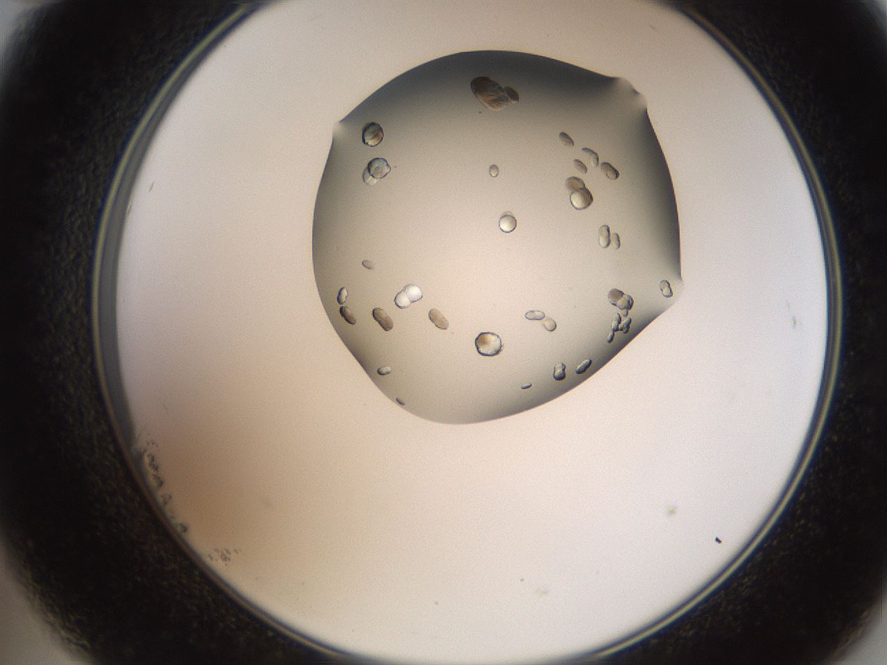 folderID207_plateID2207_batchID10014_wellNum23_profileID1_d2_r150180_ef.jpg