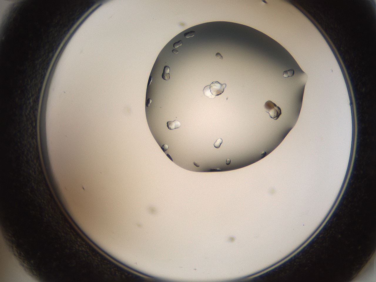 folderID207_plateID2207_batchID10014_wellNum47_profileID1_d2_r150228_ef.jpg