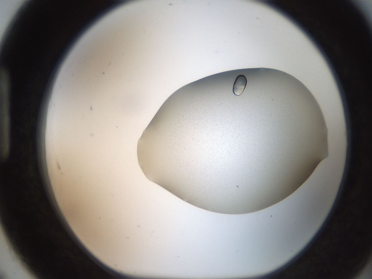 folderID206_plateID2206_batchID9998_wellNum91_profileID1_d1_r149931_ef.jpg