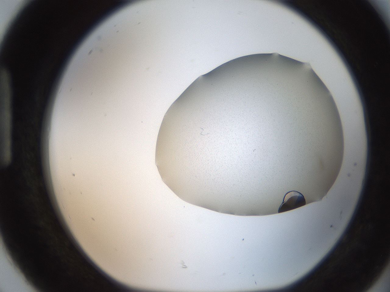 folderID206_plateID2206_batchID9998_wellNum92_profileID1_d1_r149933_ef.jpg