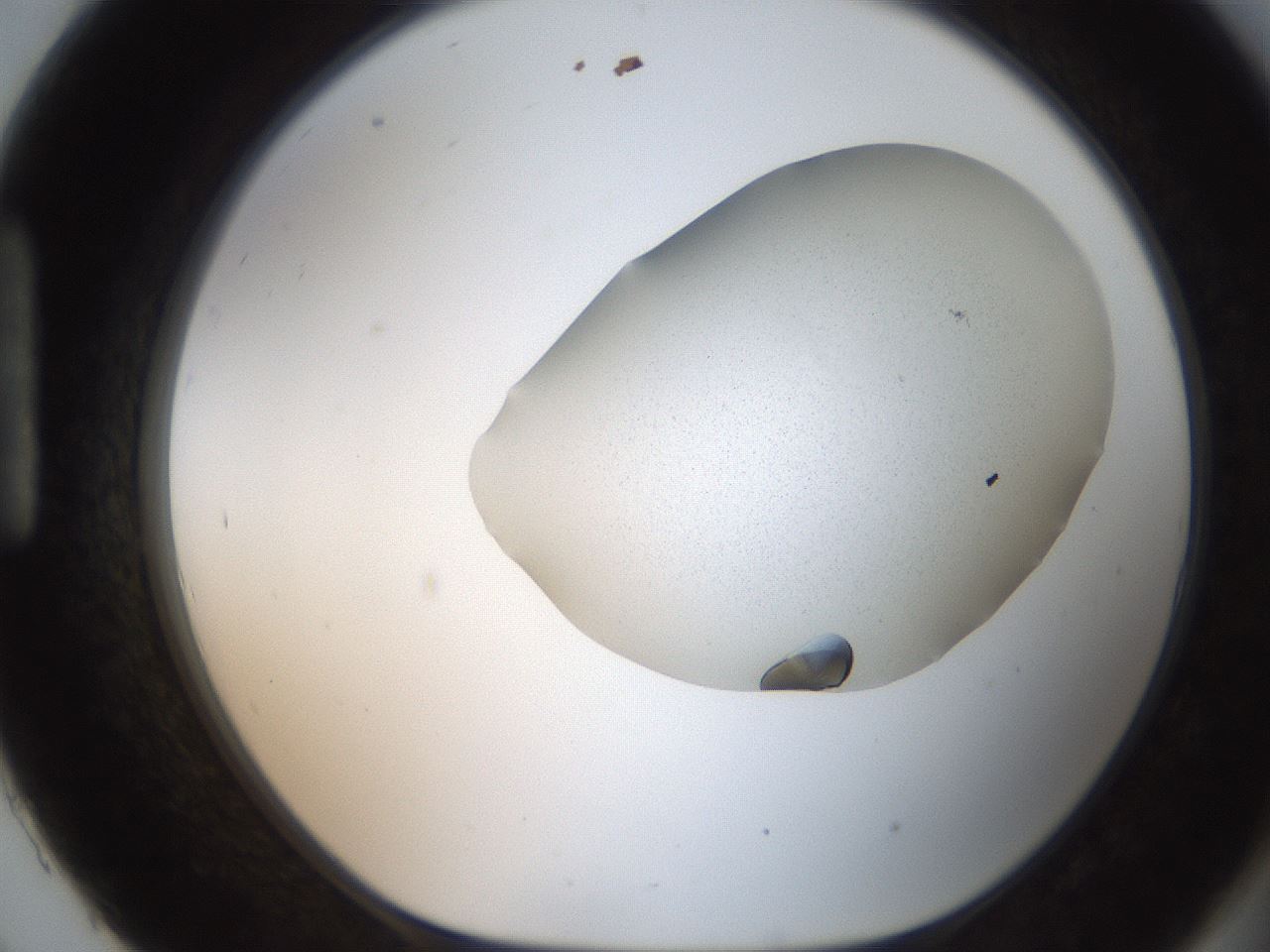 folderID206_plateID2206_batchID9998_wellNum93_profileID1_d1_r149935_ef.jpg