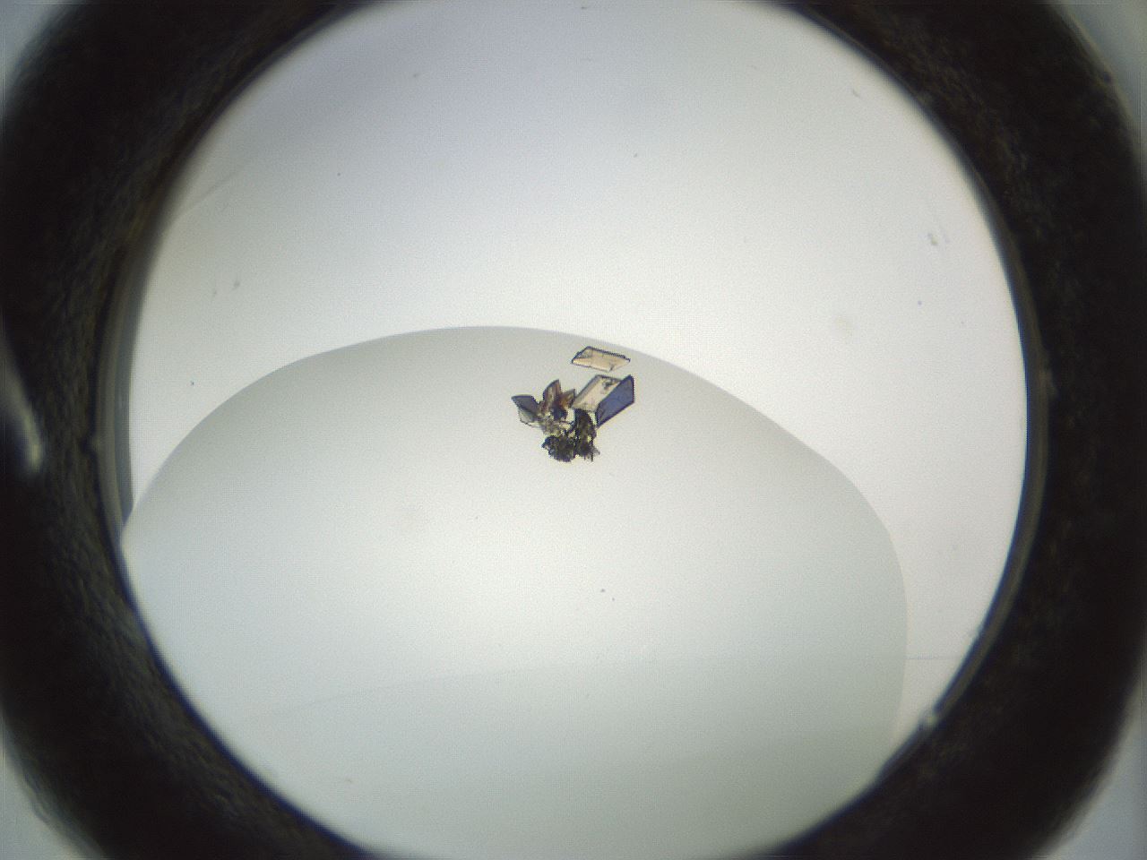 folderID207_plateID1207_batchID3655_wellNum1_profileID1_d1_r67616_ef.jpg