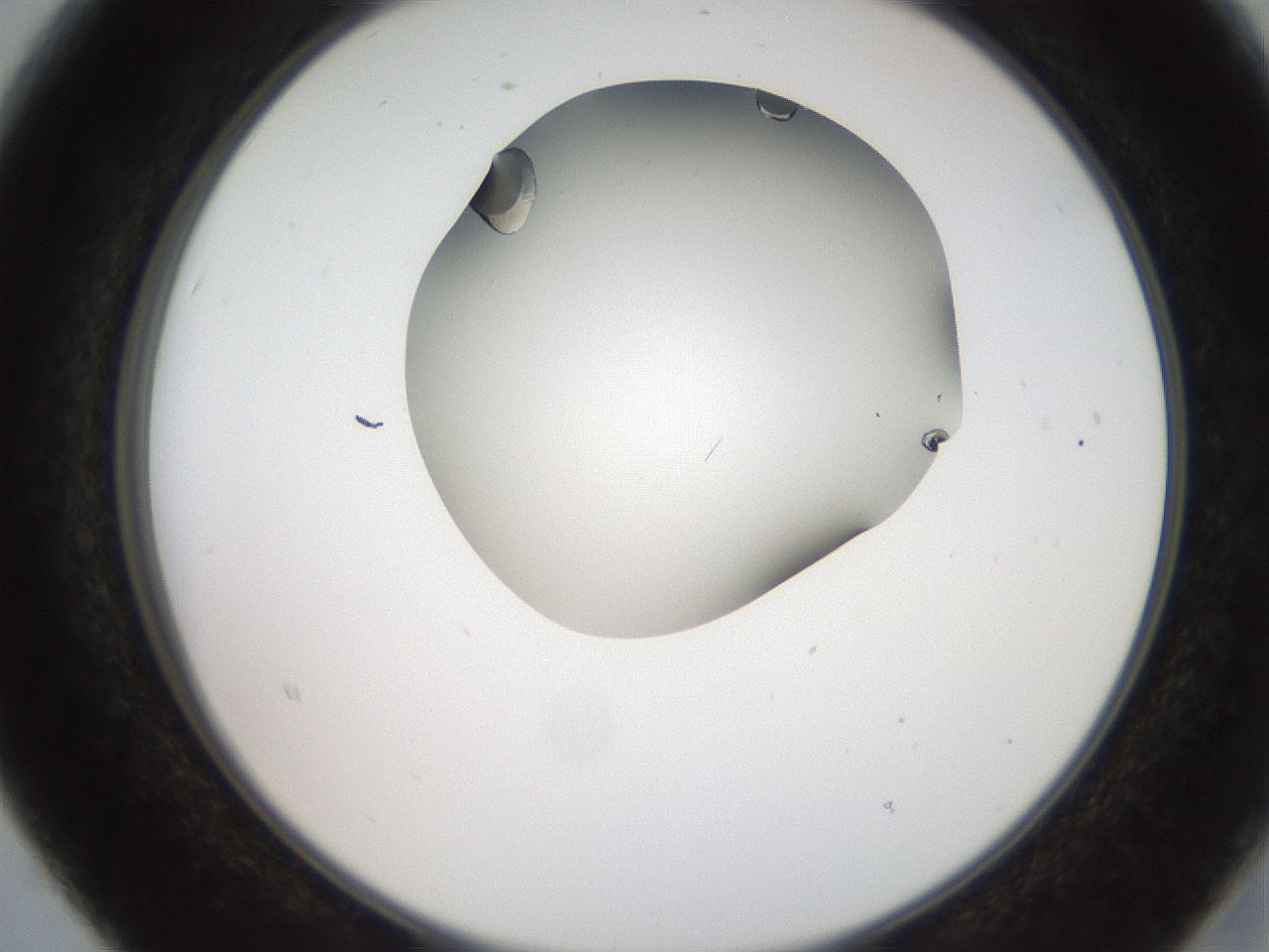folderID207_plateID2207_batchID10014_wellNum15_profileID1_d2_r150164_ef.jpg