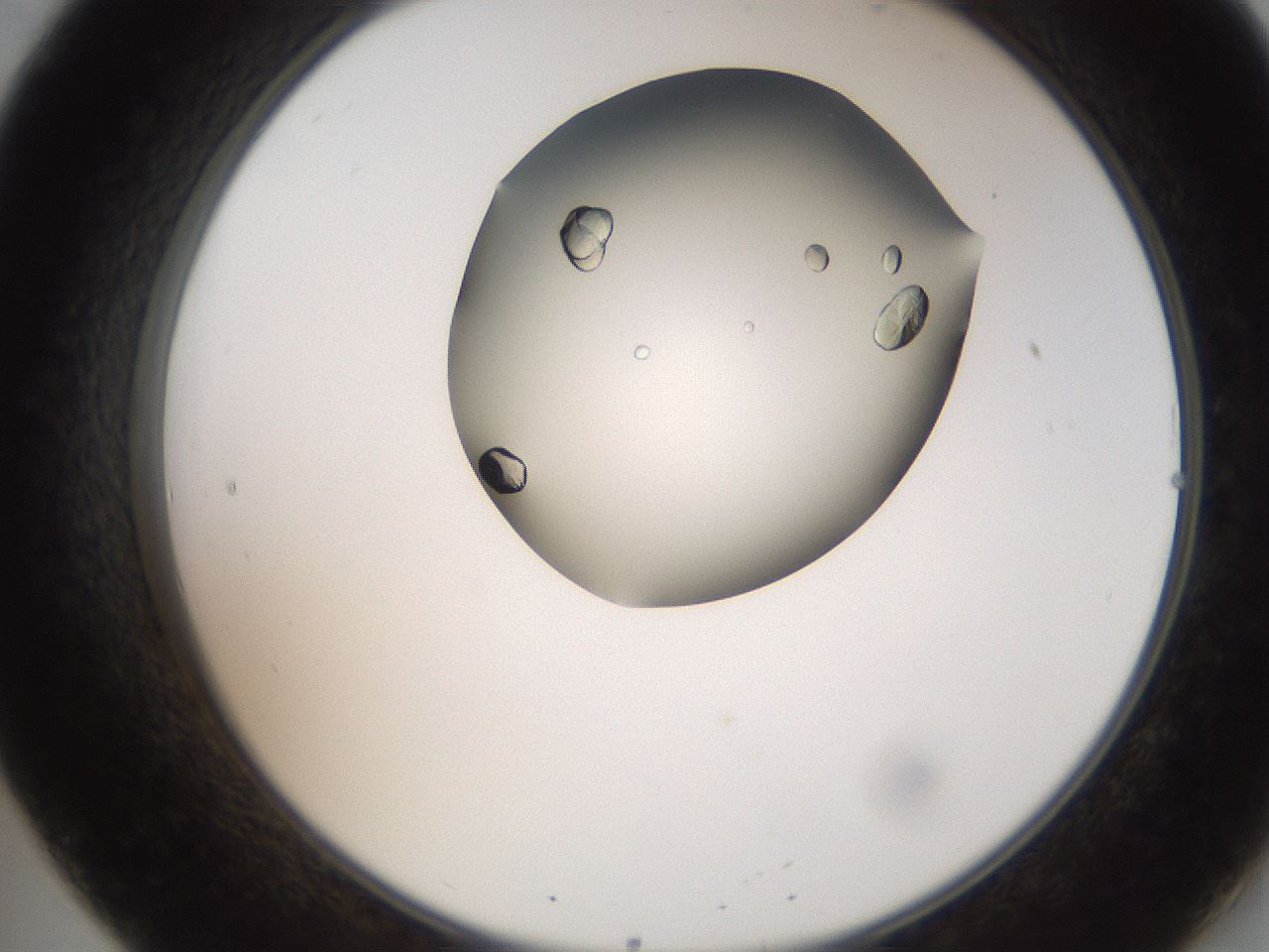 folderID207_plateID2207_batchID10014_wellNum20_profileID1_d2_r150174_ef.jpg