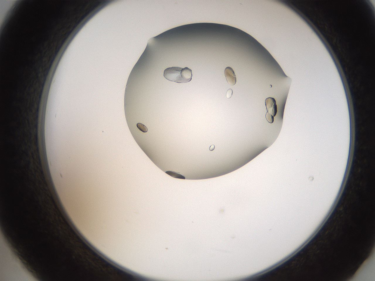 folderID207_plateID2207_batchID10014_wellNum21_profileID1_d2_r150176_ef.jpg