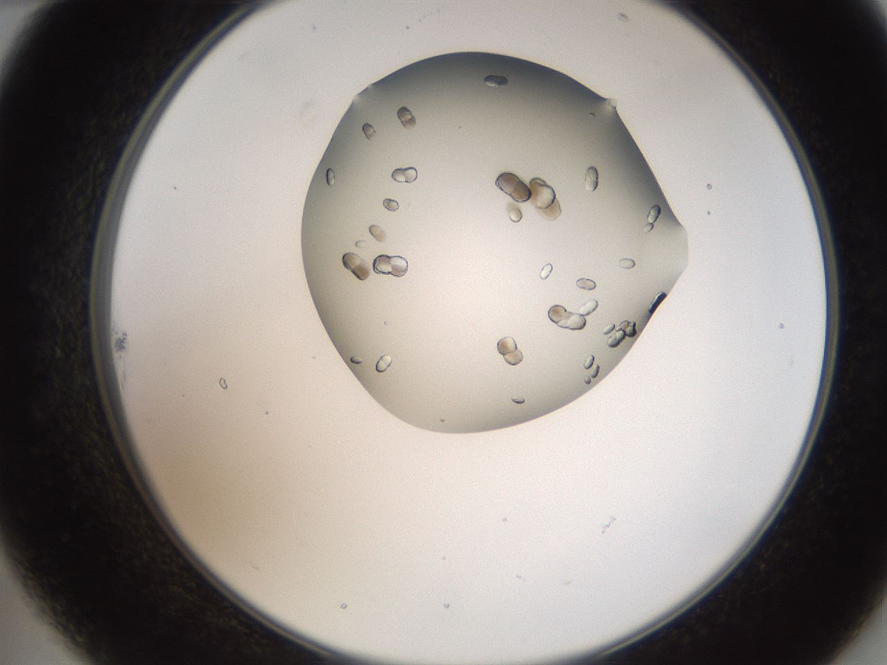 folderID207_plateID2207_batchID10014_wellNum22_profileID1_d2_r150178_ef.jpg