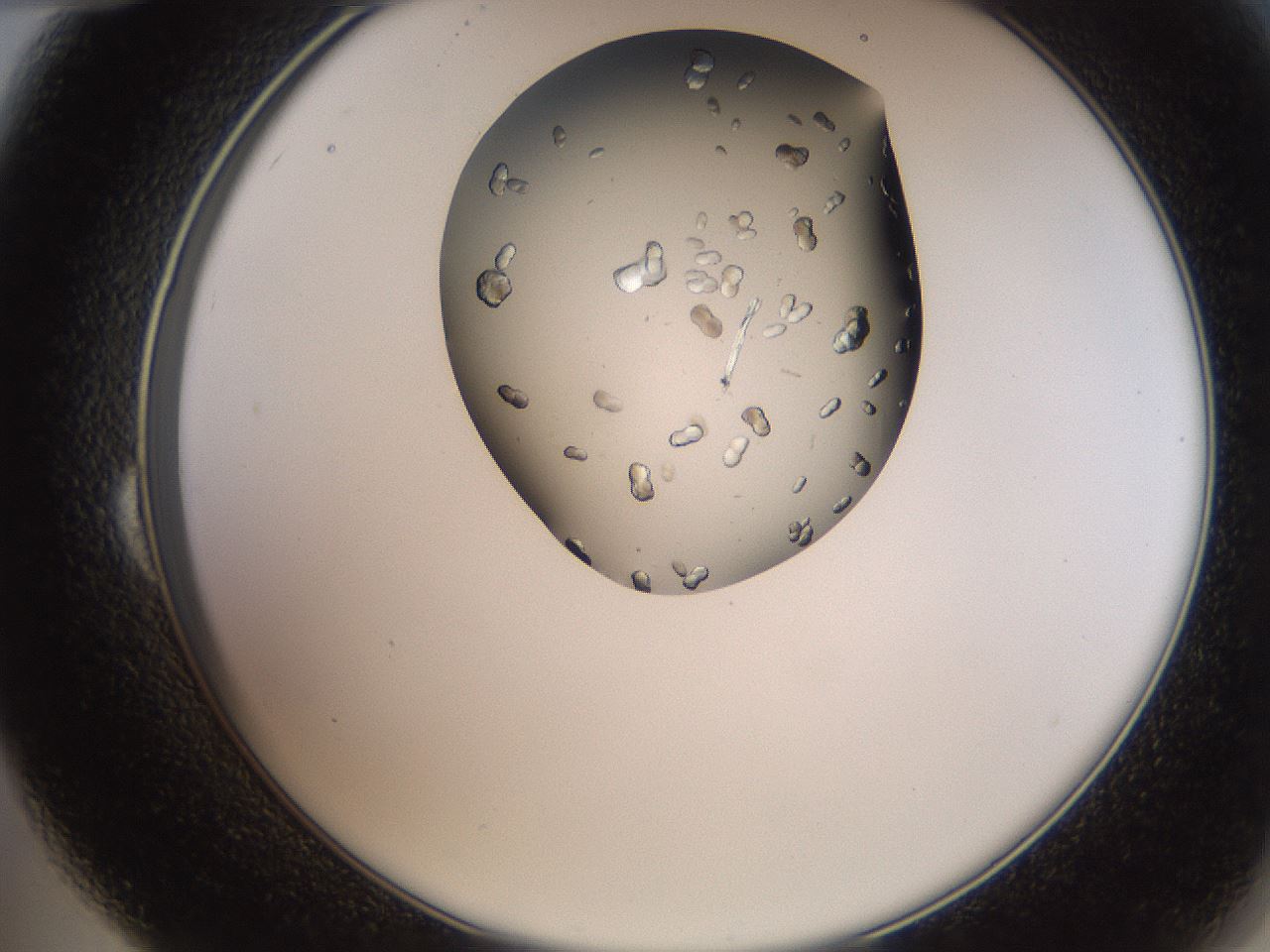 folderID207_plateID2207_batchID10014_wellNum24_profileID1_d2_r150182_ef.jpg