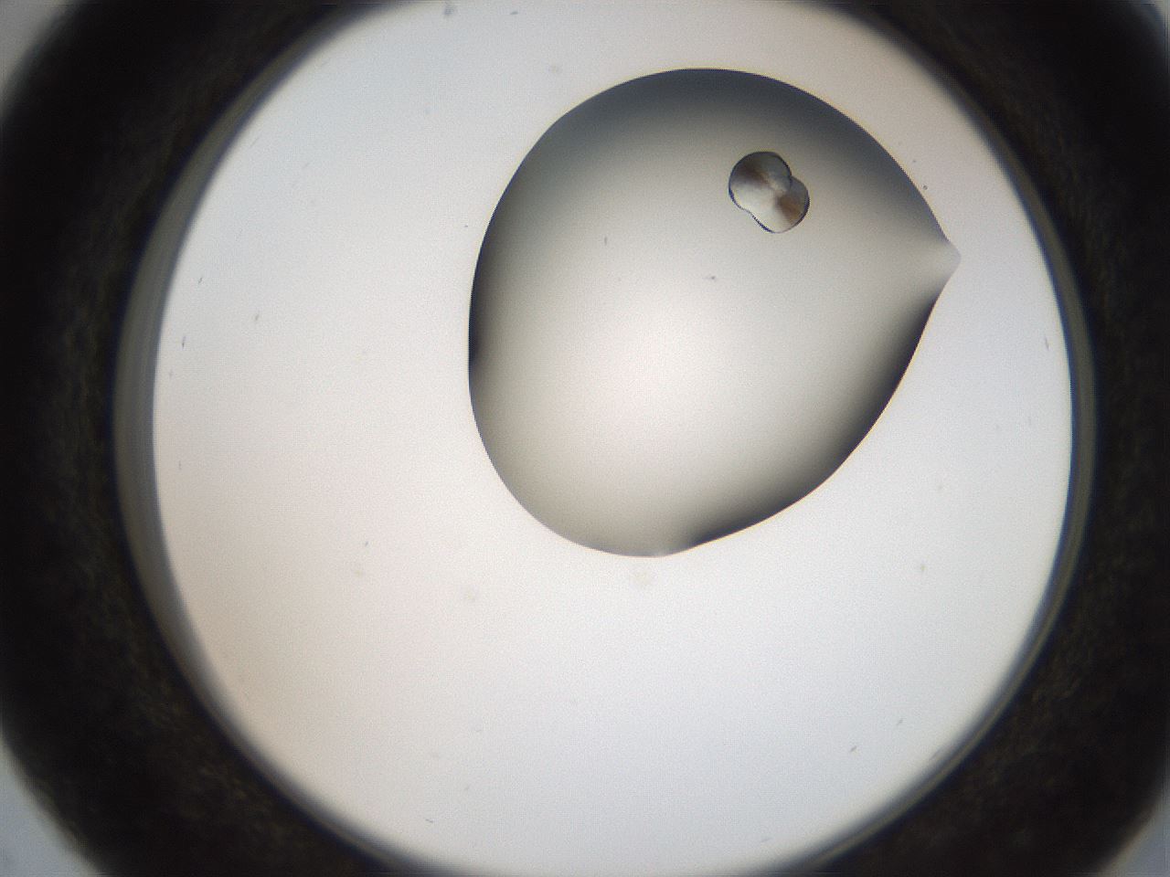 folderID207_plateID2207_batchID10014_wellNum29_profileID1_d2_r150192_ef.jpg