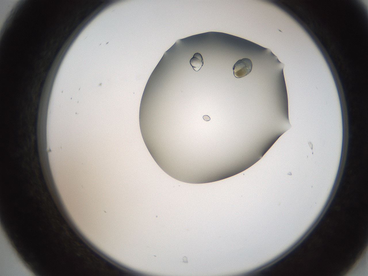 folderID207_plateID2207_batchID10014_wellNum31_profileID1_d2_r150196_ef.jpg