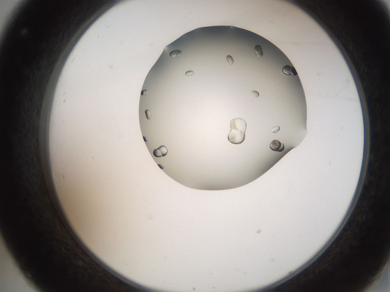 folderID207_plateID2207_batchID10014_wellNum32_profileID1_d2_r150198_ef.jpg