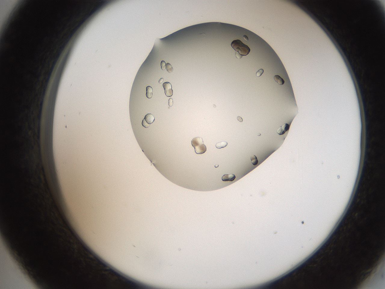 folderID207_plateID2207_batchID10014_wellNum33_profileID1_d2_r150200_ef.jpg