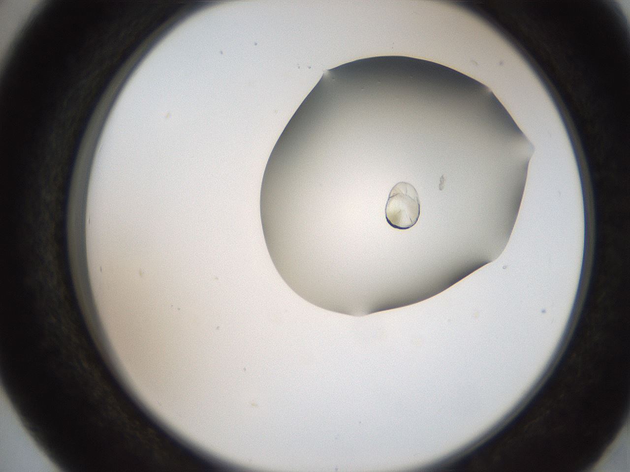 folderID207_plateID2207_batchID10014_wellNum41_profileID1_d2_r150216_ef.jpg