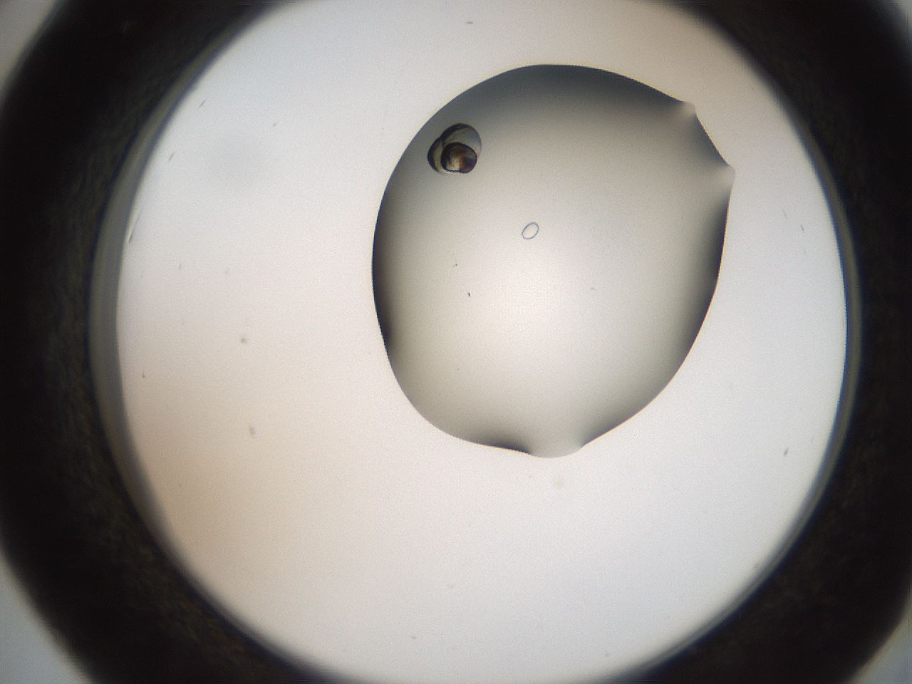 folderID207_plateID2207_batchID10014_wellNum42_profileID1_d2_r150218_ef.jpg