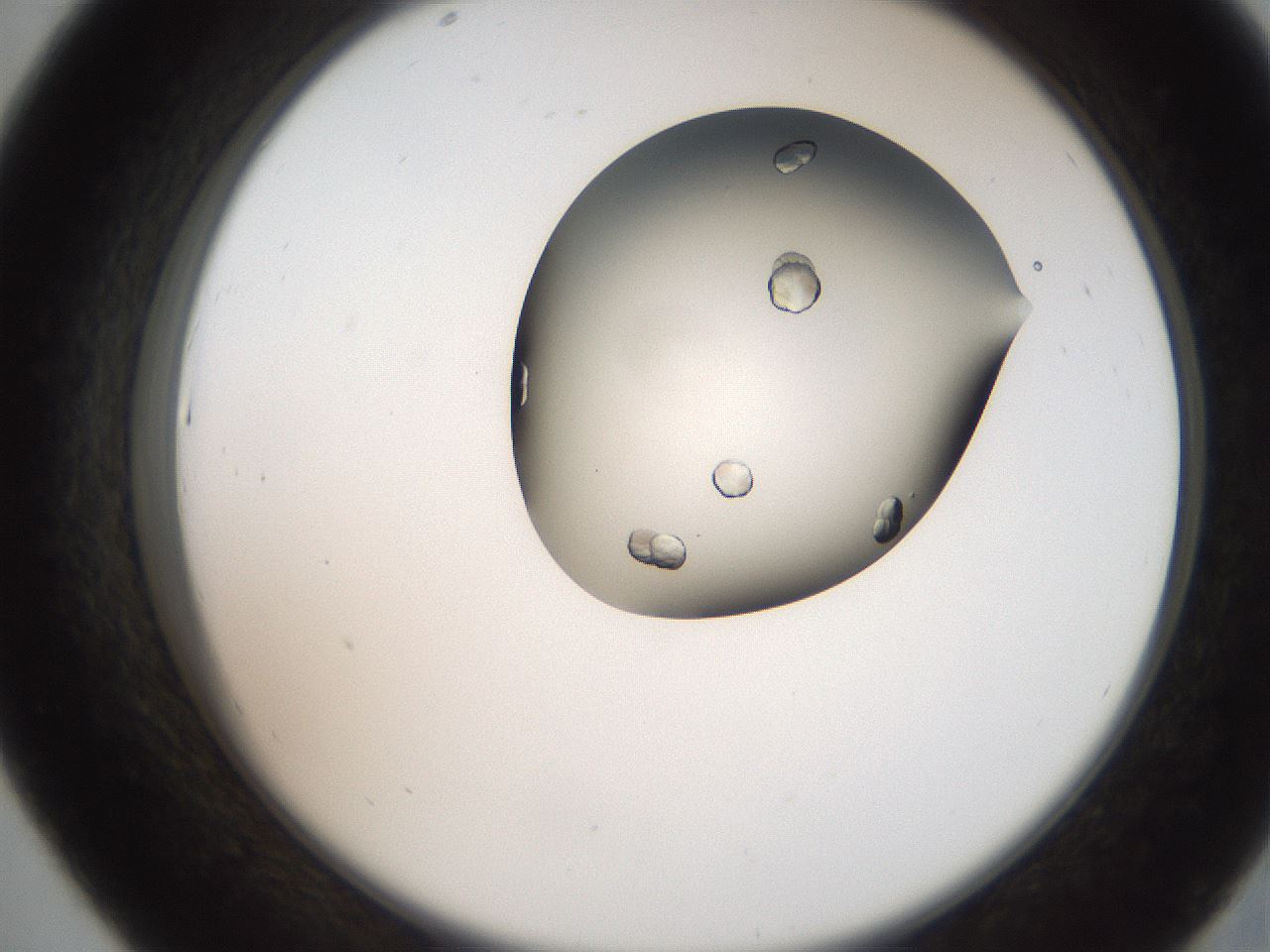 folderID207_plateID2207_batchID10014_wellNum43_profileID1_d2_r150220_ef.jpg