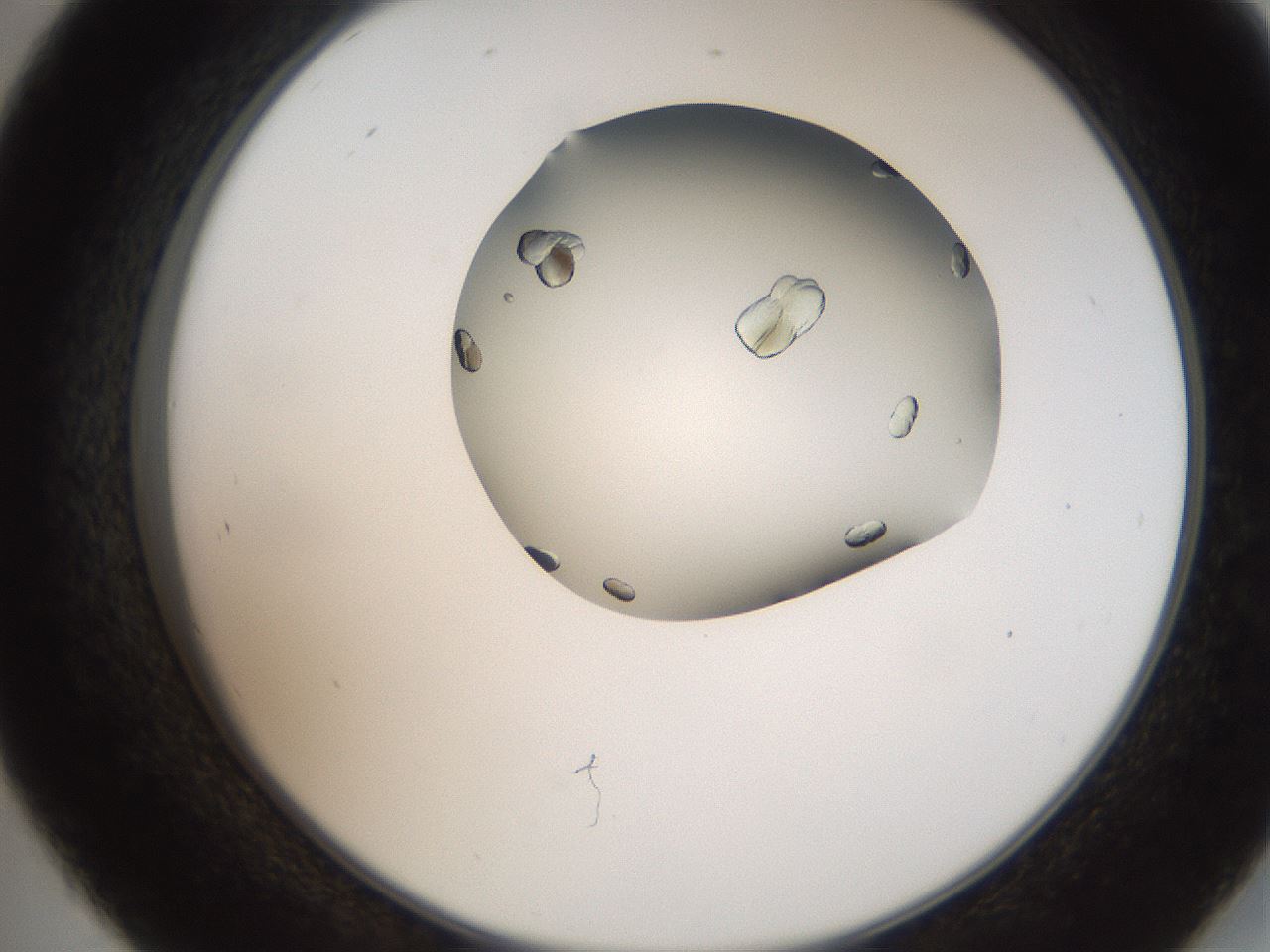 folderID207_plateID2207_batchID10014_wellNum45_profileID1_d2_r150224_ef.jpg