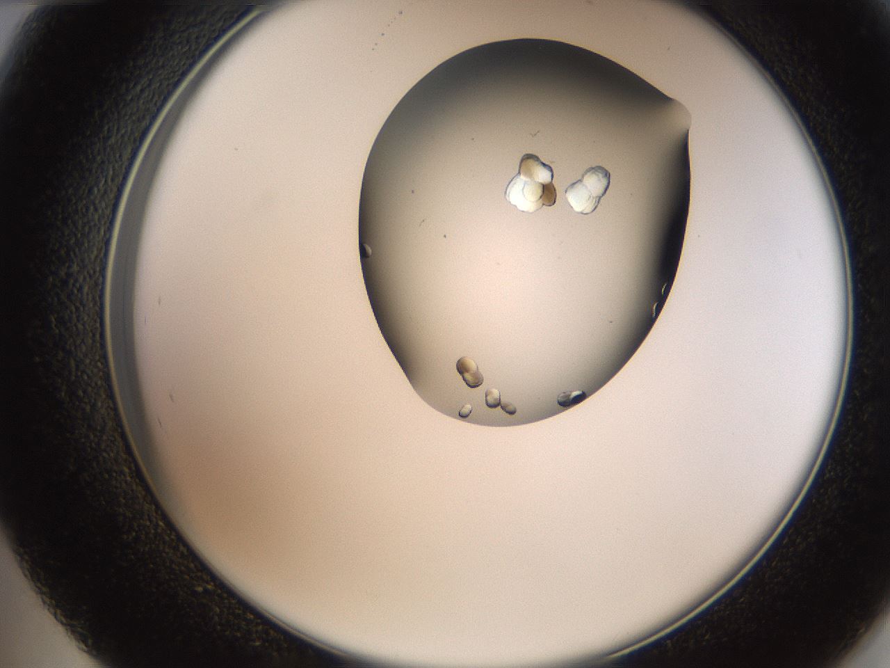 folderID207_plateID2207_batchID10014_wellNum48_profileID1_d2_r150230_ef.jpg