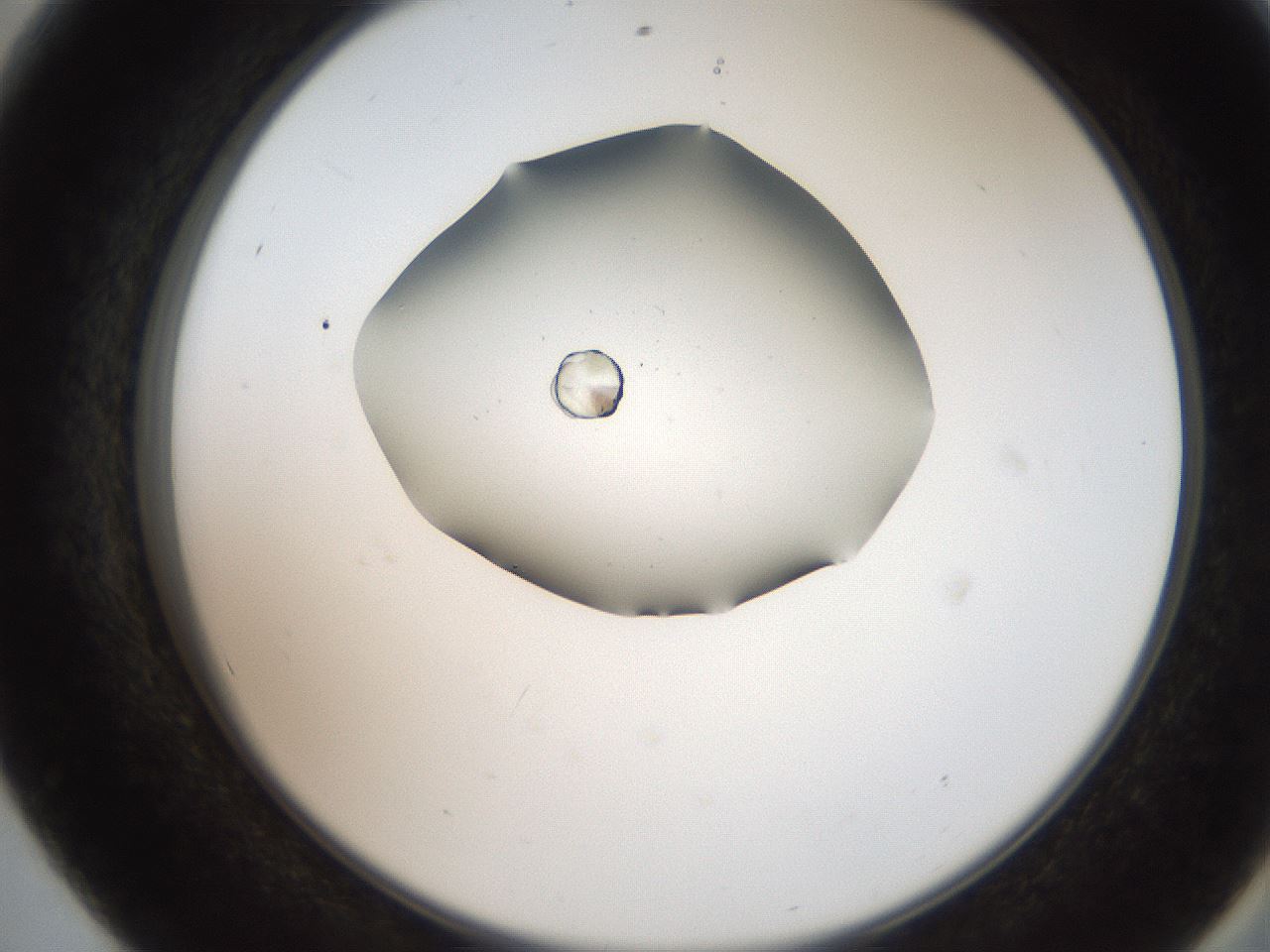 folderID207_plateID2207_batchID10014_wellNum56_profileID1_d2_r150246_ef.jpg