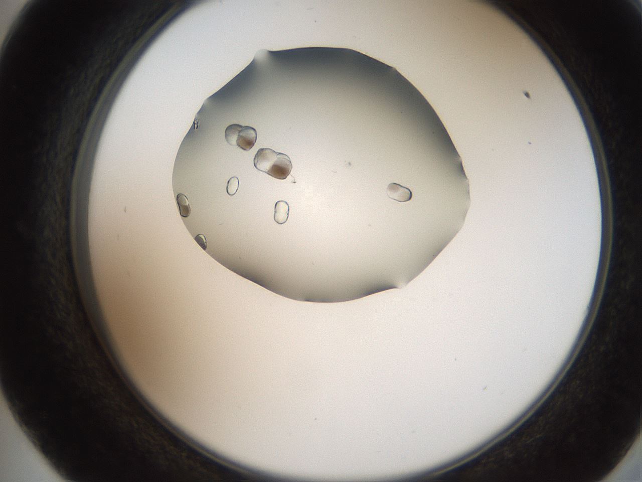 folderID207_plateID2207_batchID10014_wellNum57_profileID1_d2_r150248_ef.jpg