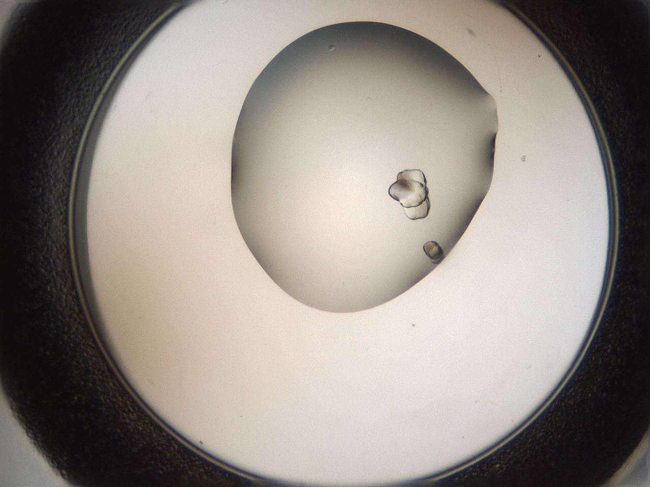folderID207_plateID2207_batchID10014_wellNum59_profileID1_d2_r150252_ef.jpg