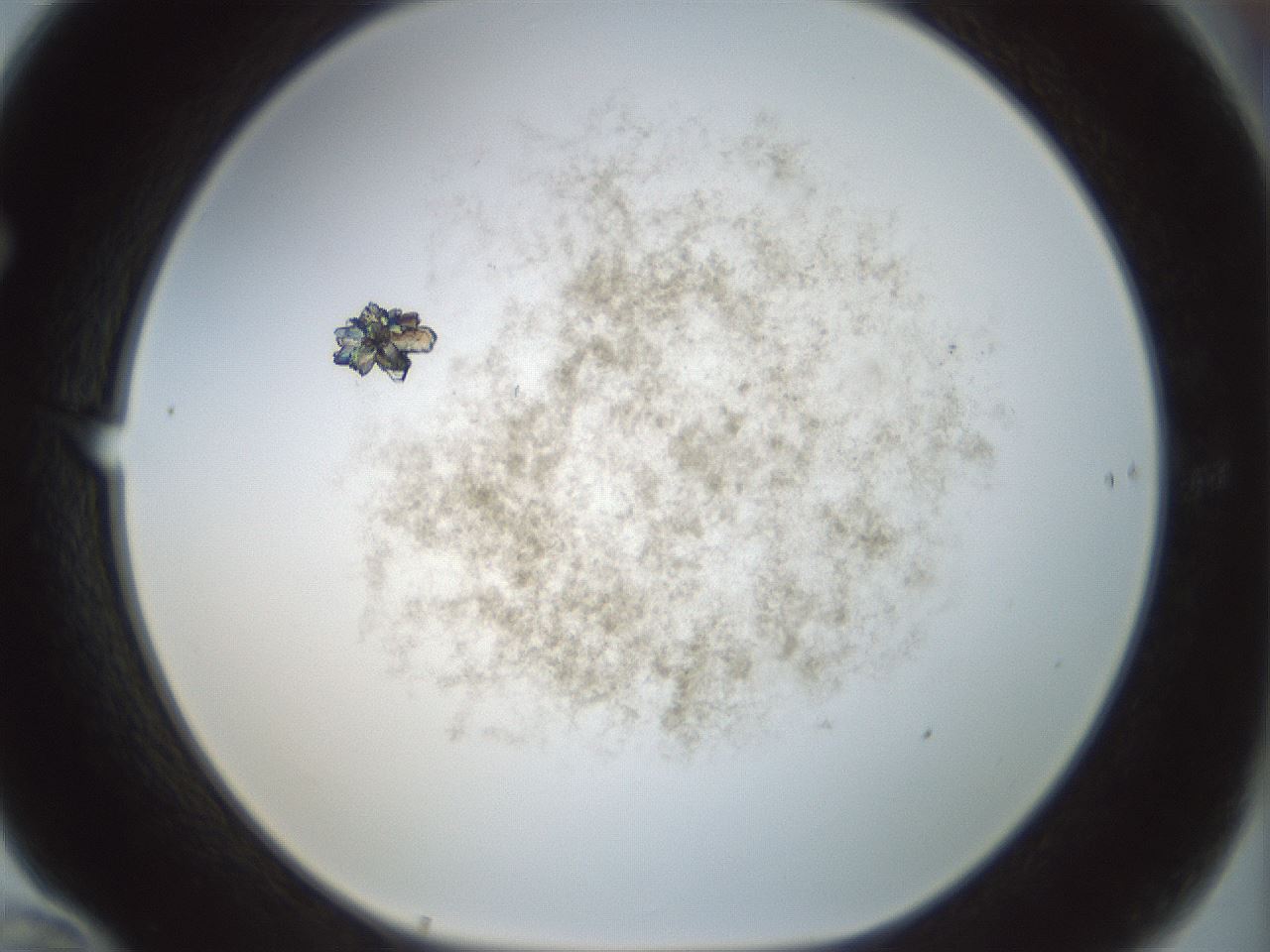 folderID208_plateID1208_batchID3661_wellNum70_profileID1_d1_r68714_ef.jpg