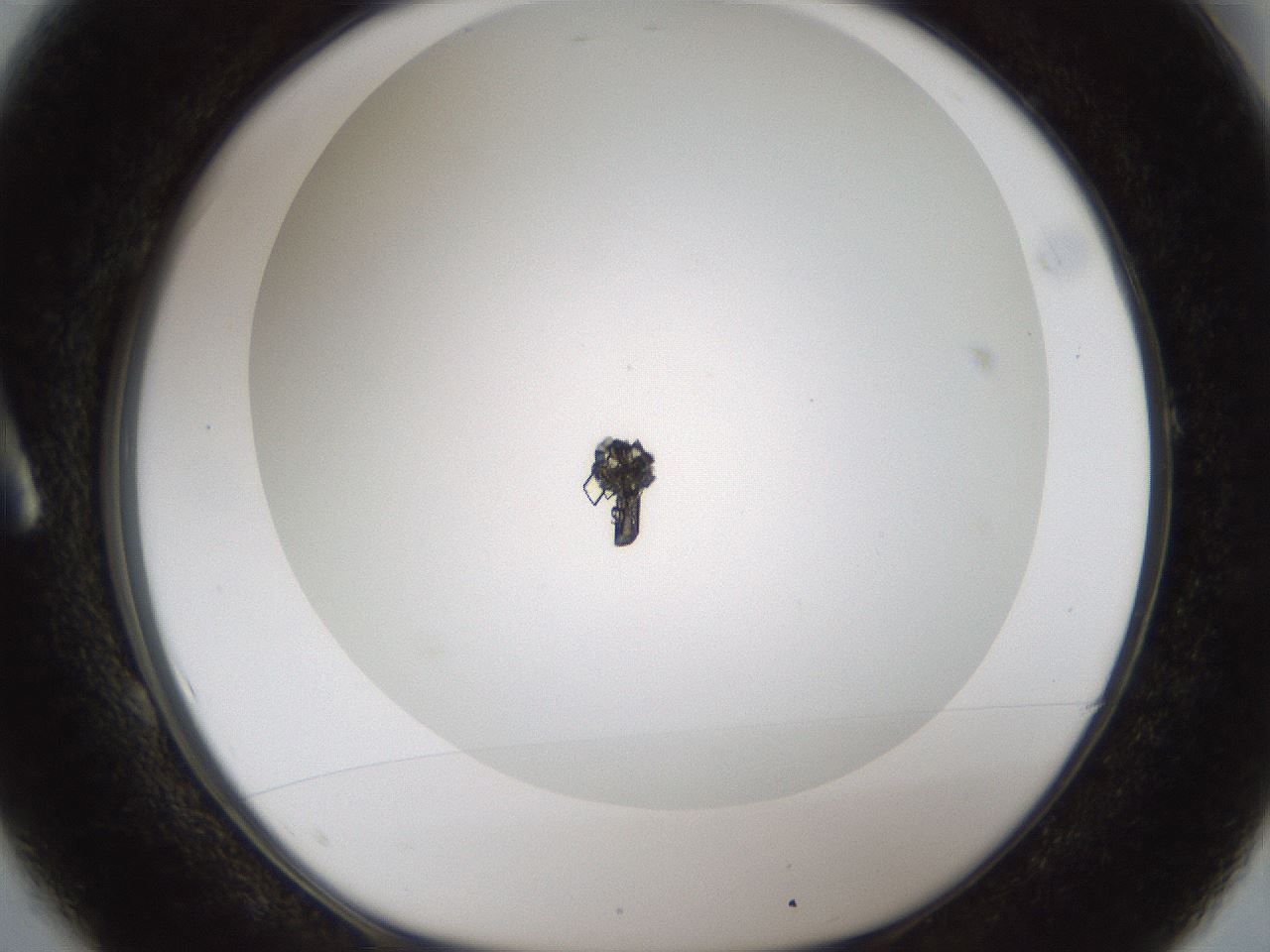 folderID211_plateID1211_batchID3654_wellNum1_profileID1_d1_r67328_ef.jpg