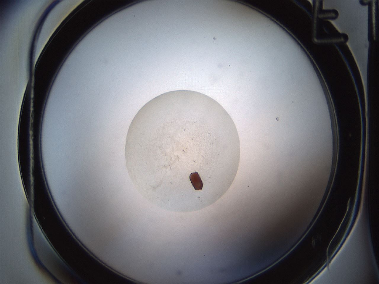 folderID584_plateID1584_batchID6473_wellNum25_profileID1_d1_r104295_ef.jpg