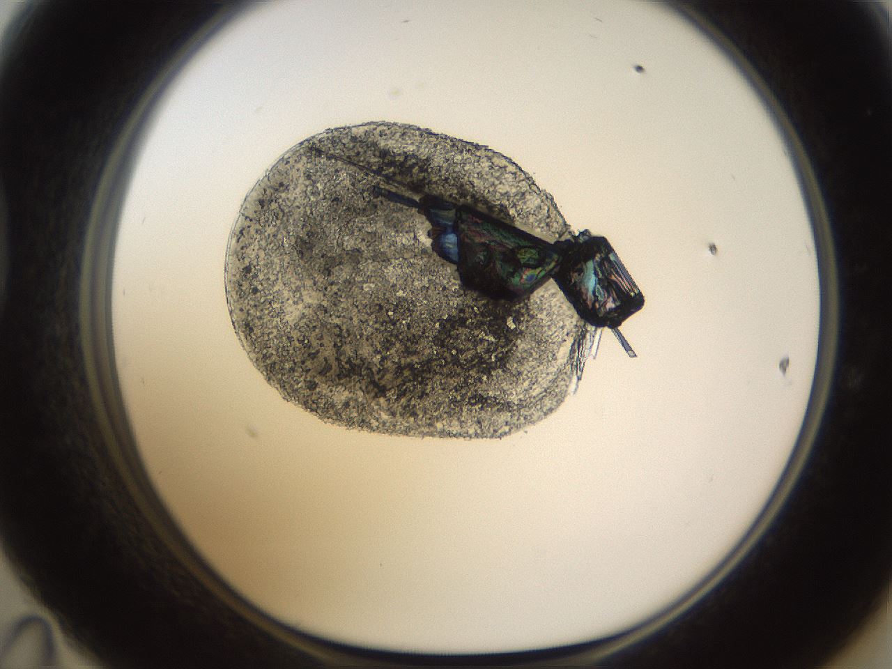 folderID595_plateID1595_batchID6723_wellNum47_profileID1_d1_r105104_ef.jpg