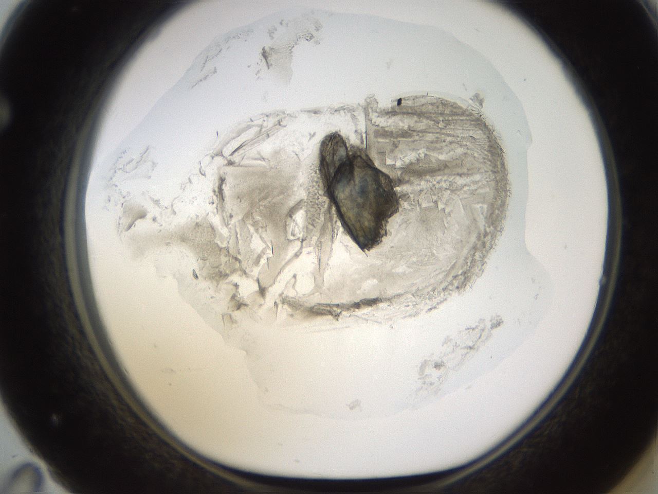 folderID595_plateID1595_batchID6723_wellNum71_profileID1_d1_r105152_ef.jpg