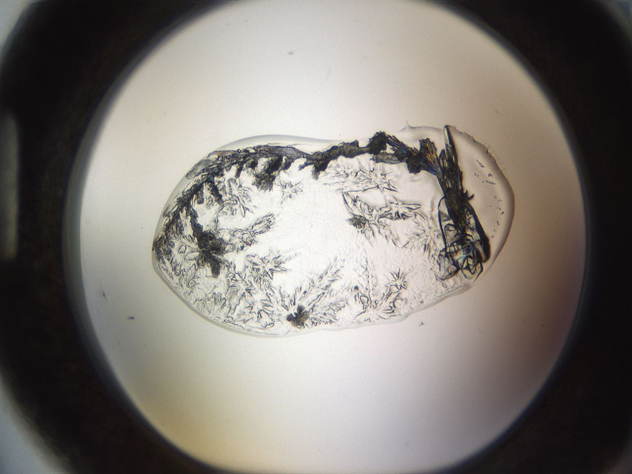 folderID595_plateID1595_batchID6723_wellNum89_profileID1_d1_r105188_ef.jpg