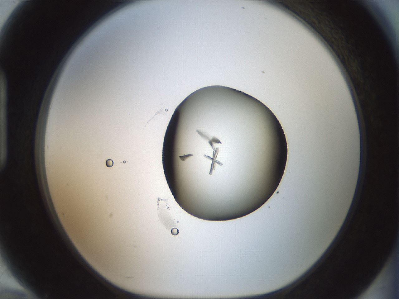 folderID601_plateID1601_batchID6734_wellNum94_profileID1_d1_r107310_ef.jpg