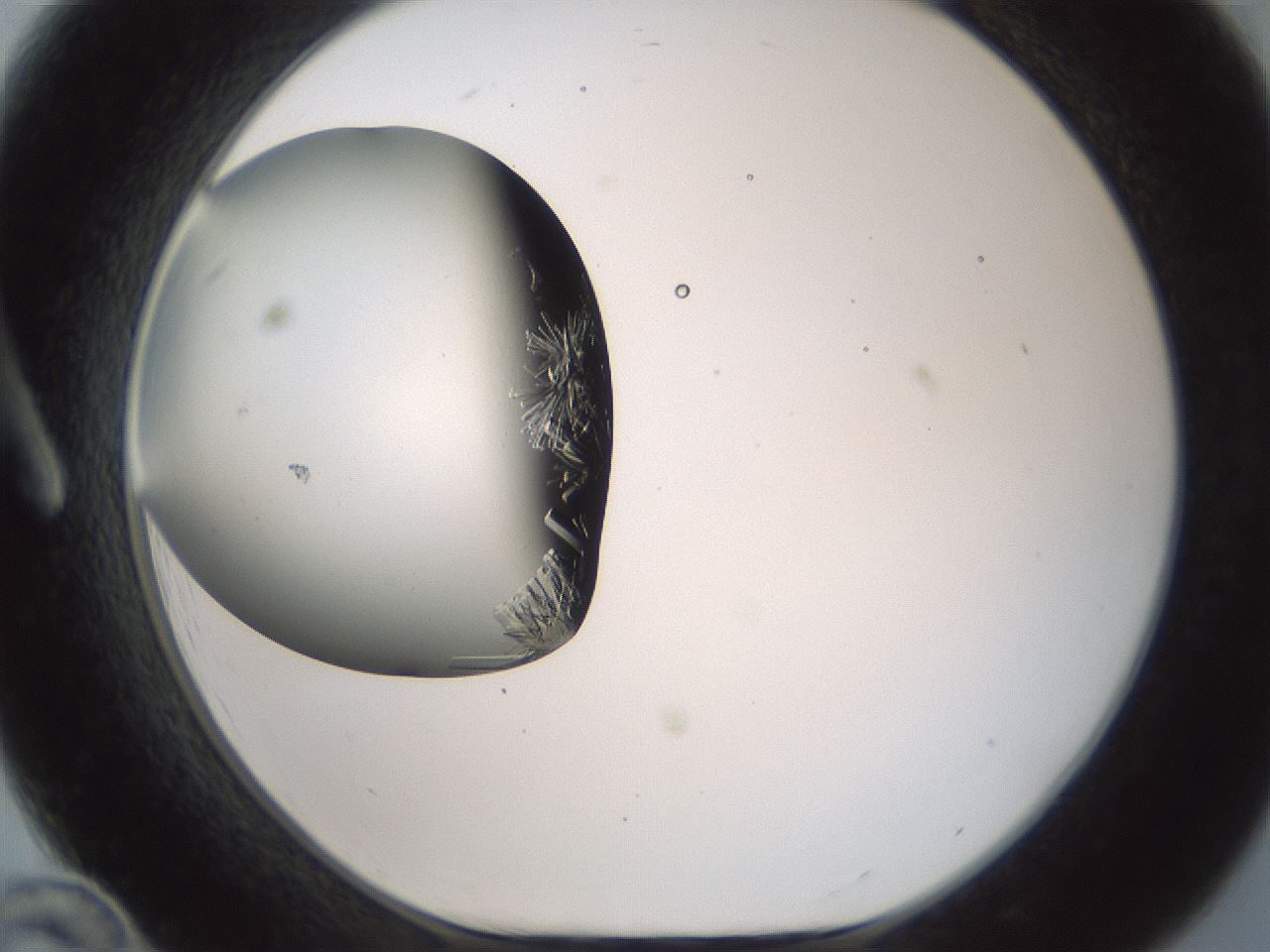 folderID618_plateID2618_batchID13235_wellNum12_profileID1_d1_r208064_ef.jpg